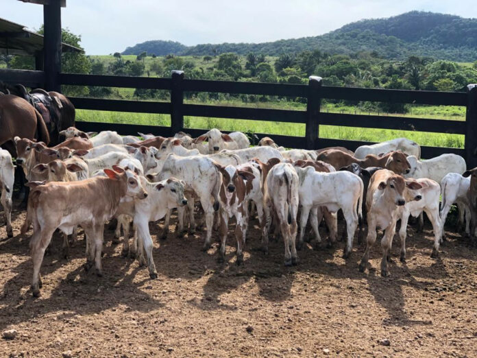 Vacinação atingiu 94,92% das bezerras entre três e oito meses de idade. Foto - Divulgação Adapec