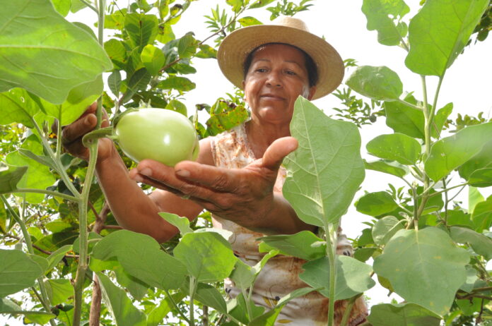 Agricultura Familiar - Divulgação Seagro