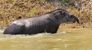 Anta avistada durante expedição ao Parque Estadual do Cantão em 2021 (Foto: Fernando Alves/Naturatins)