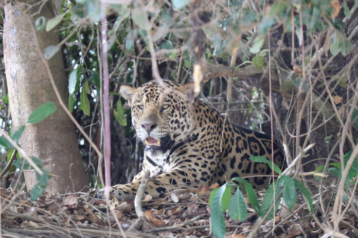 Onça-pintada é o maior felino das Américas; seu peso pode chegar até 135kg (Foto: Wlainer Silva)