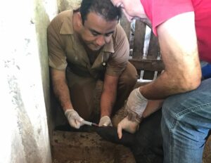 Inspetores da Adapec fazem coleta durante vigilância sorológica em propriedade em Porto Nacional. Foto - Divulgação Adapec